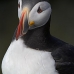 puffin_atlantic_msi_v_0976_can0589.jpg